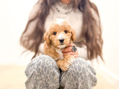 Mini/Petite Golden Doodle Puppies