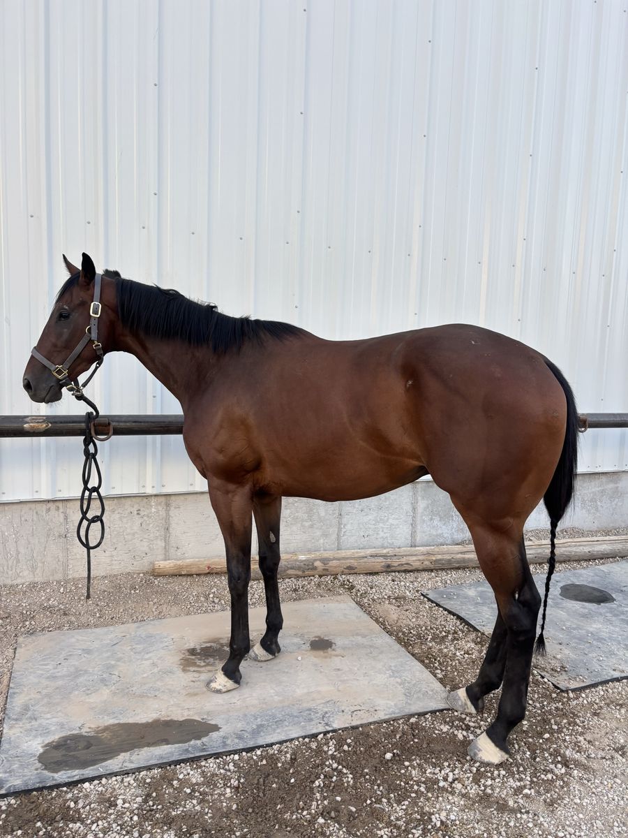 Young Athletic Gelding!