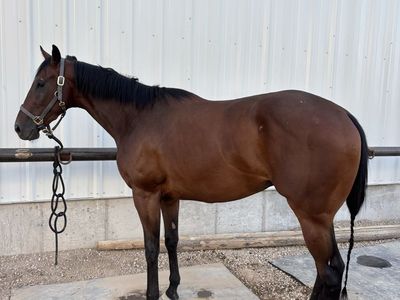 Young Athletic Gelding!