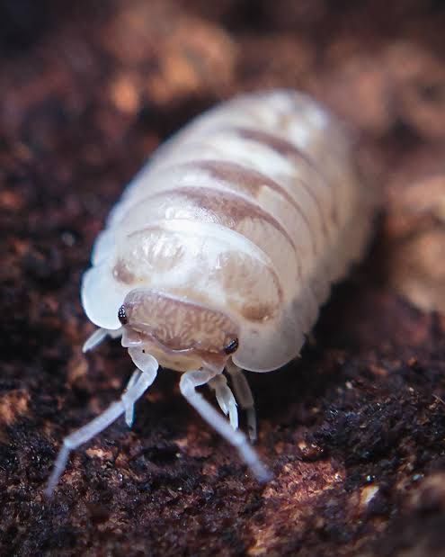Marbleized Isopods
