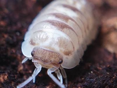 Marbleized Isopods
