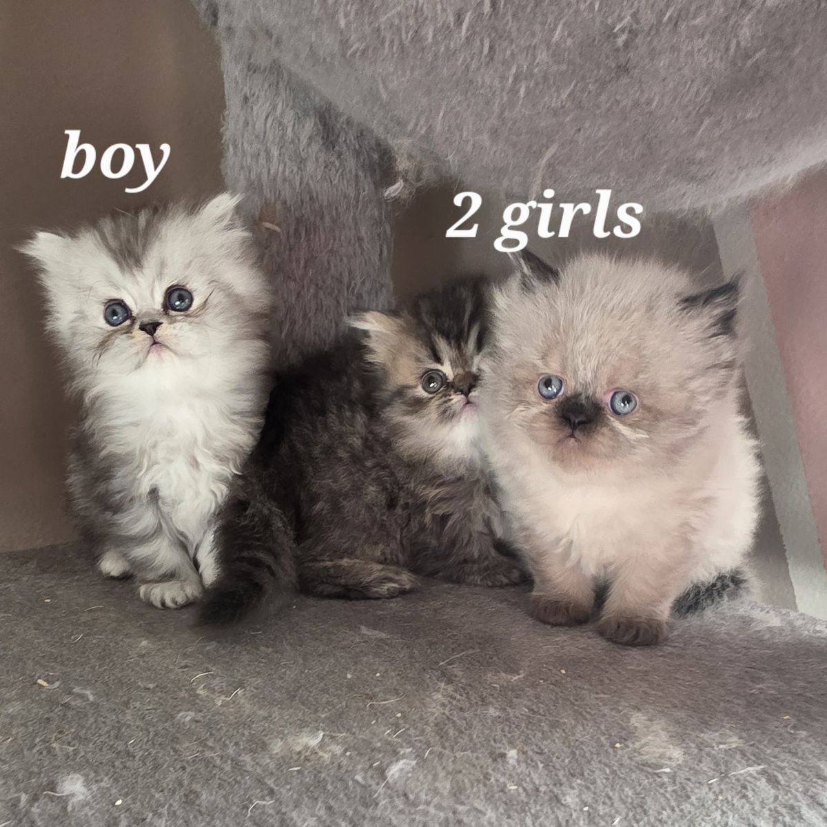 Purebred Persian kittens (6 weeks old)