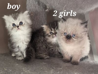 Purebred Persian kittens (6 weeks old)