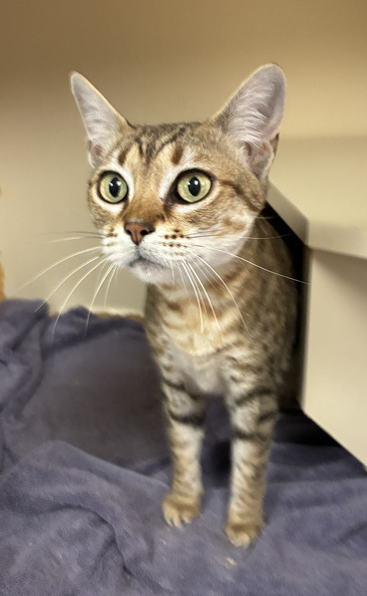 Available for Adoption! A164353 Space Buns