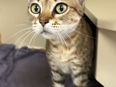 Available for Adoption! A164353 Space Buns