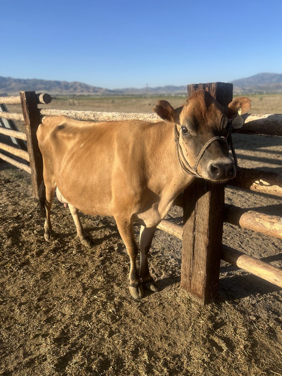 A2/A2 Jersey Cow