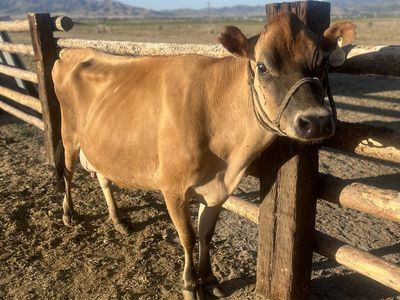A2/A2 Jersey Cow