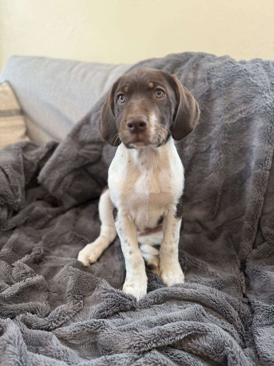 Female German Shorthair Pointer/Border Collie Mix