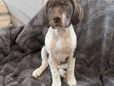 Female German Shorthair Pointer/Border Collie Mix