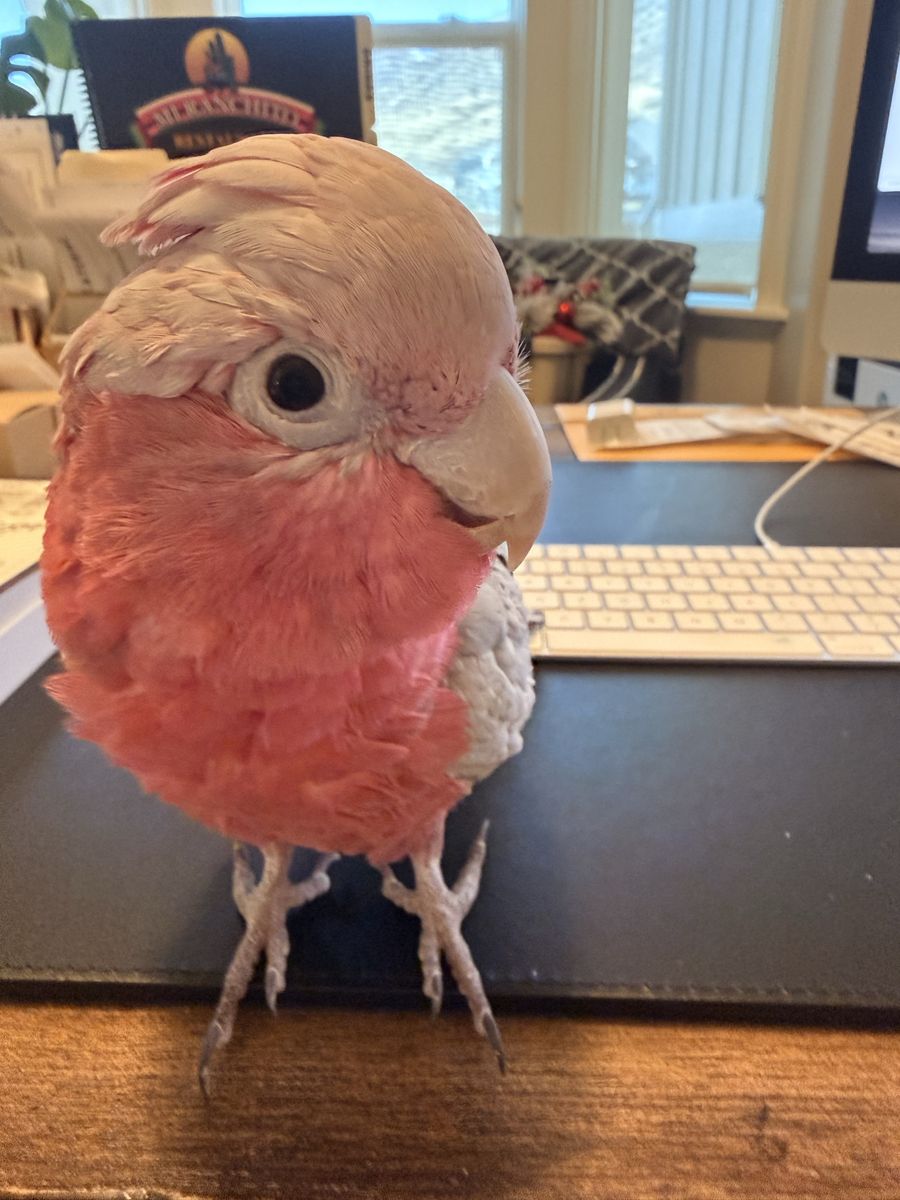 Galah Cockatoo