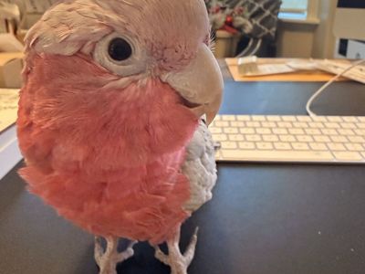 Galah Cockatoo