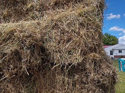 1st crop hay- alfalfa, grass, weed mix.