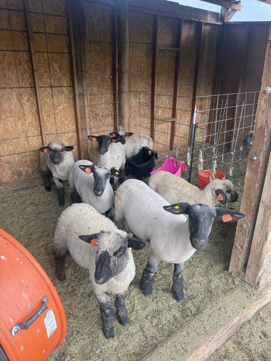 Club / Show Bred Ewe and Ewe Lambs 