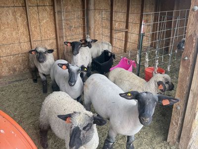 Club / Show Bred Ewe and Ewe Lambs