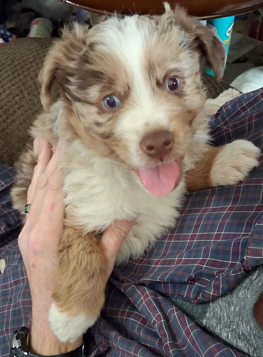 mini australian shepherd