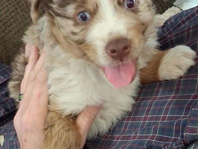 mini australian shepherd