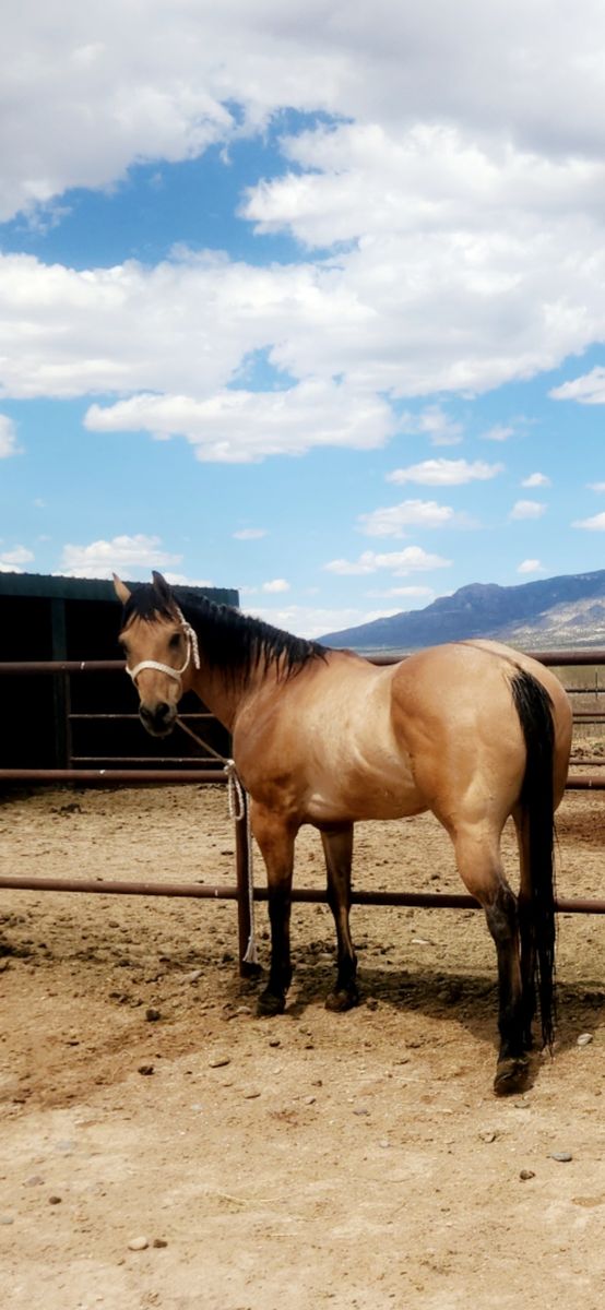 AQHA Buckskin Gelding