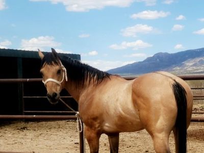 AQHA Buckskin Gelding