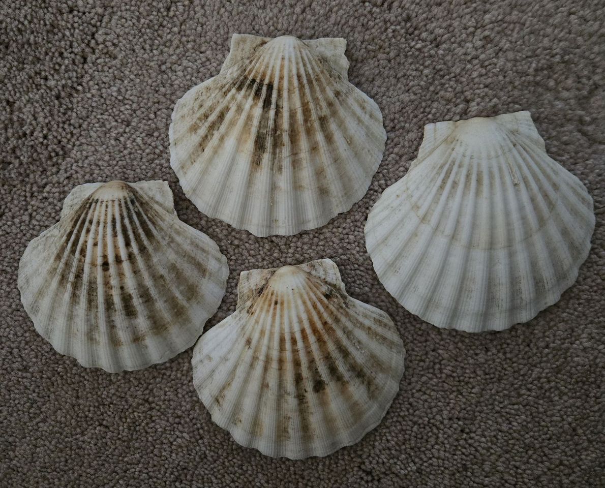 Main image 2