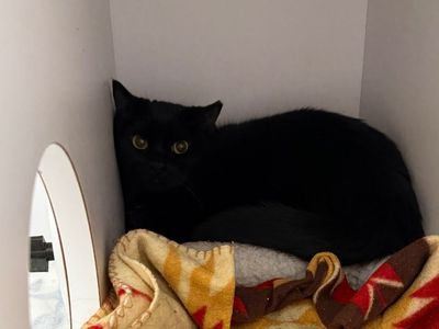 Hello my name is Gidget