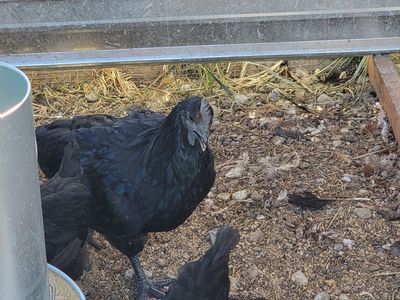 Rooster