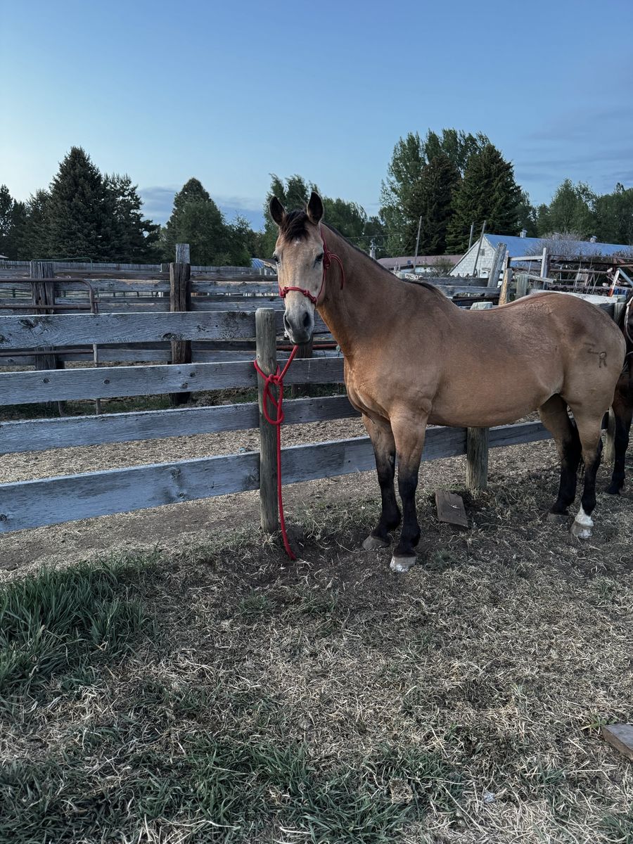 Mare for sale