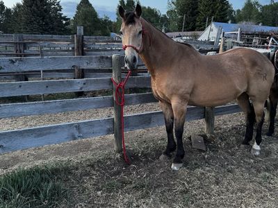 Mare for sale