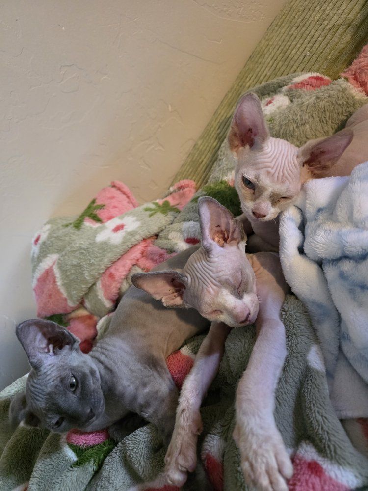 Adorable Sphynx Kittens - Hairless & Wrinkly - Ready for New Homes