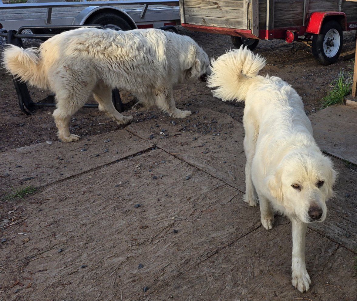 Rehoming 2 Great Pyrenees 2-year old dogs