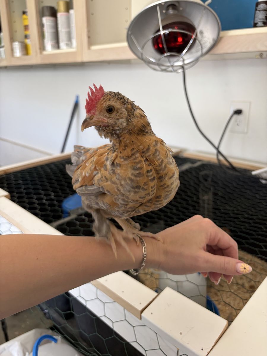 Serama Hen and Rooster Pair