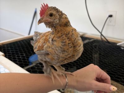 Serama Hen and Rooster Pair