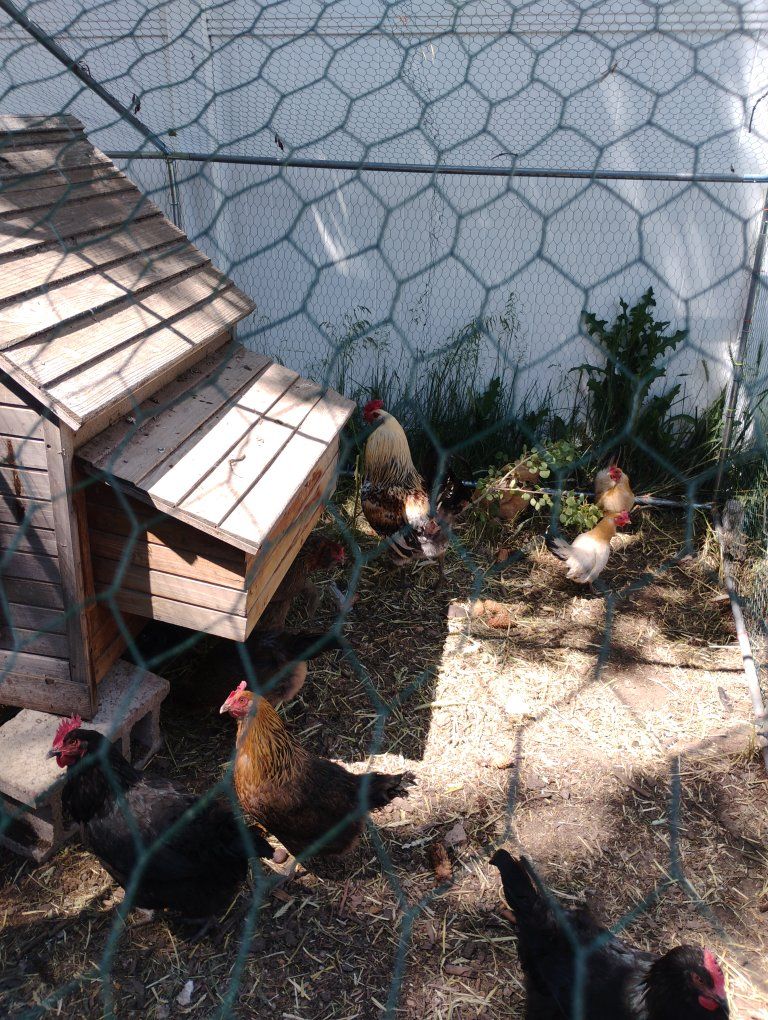 chickens and rooster