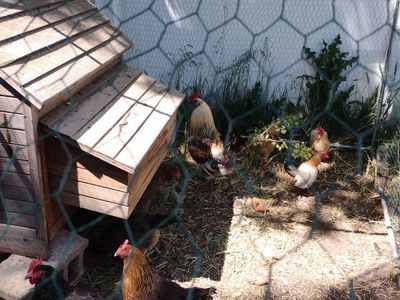 chickens and rooster