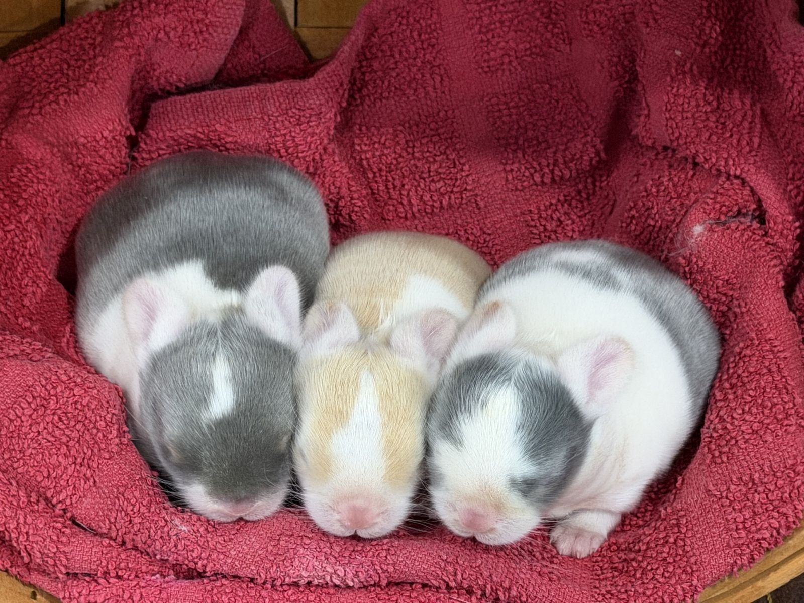 Chunky Pedigreed WE VM Holland Lop Bunnies