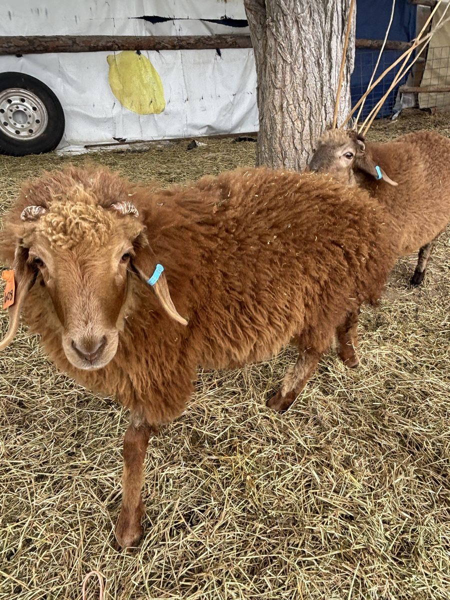 Awasi Lamb Wethers