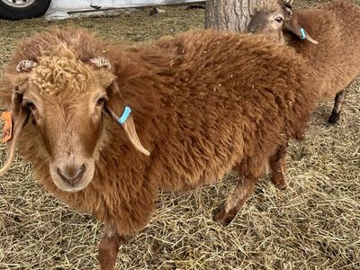Awasi Lamb Wethers