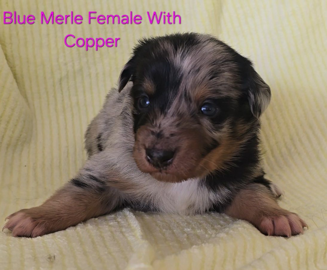 ASDR Registered Australian Shepherd Pups, Working Parents/Family Dogs