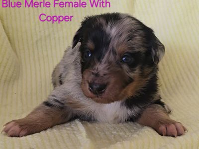 ASDR Registered Australian Shepherd Pups, Working Parents/Family Dogs