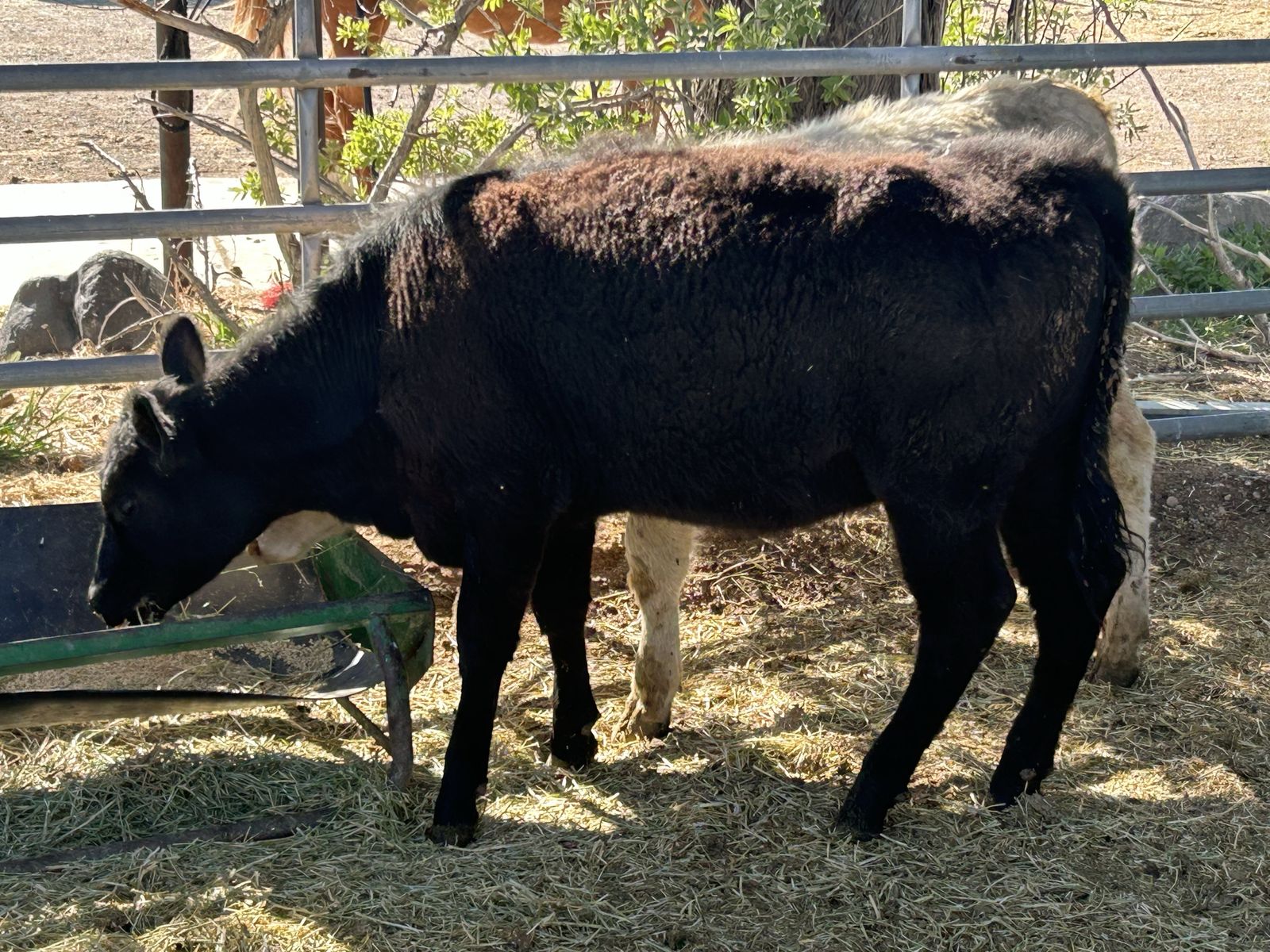 Black angus heifer