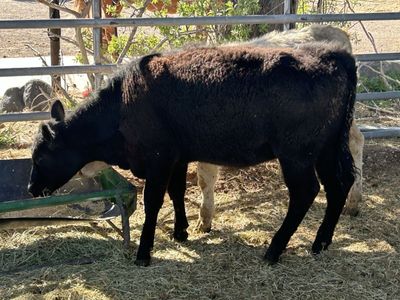 Black angus heifer