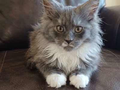 TICA Maine Coon Kitten