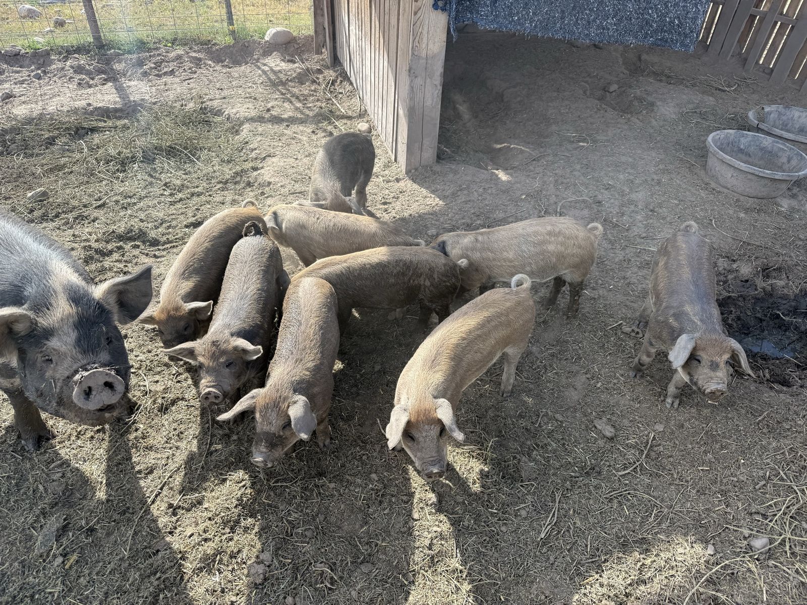Piglets , Idaho pasture pig and mangalista 