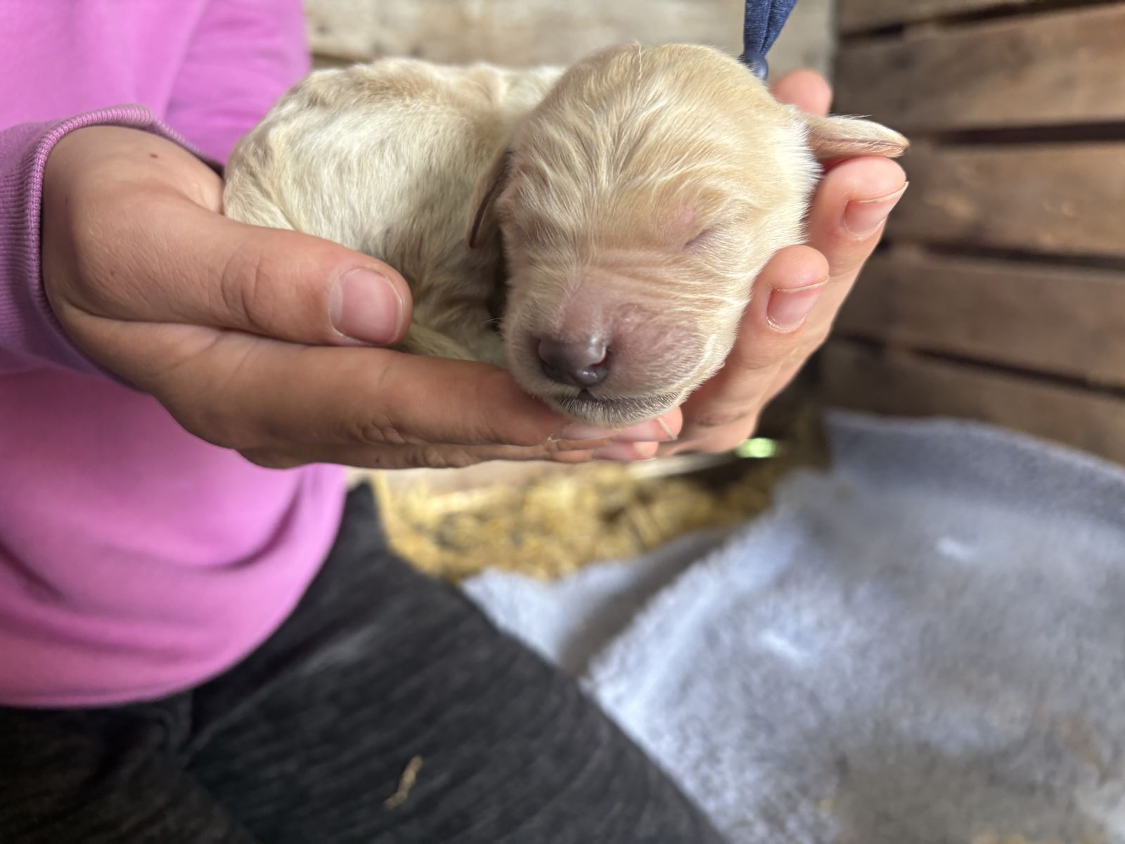 F1 Goldendoodle Puppies- hypoallergenic, full-sized