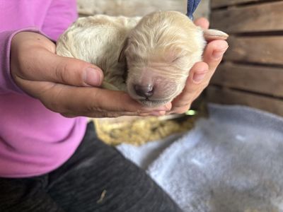 F1 Goldendoodle Puppies- hypoallergenic, full-sized