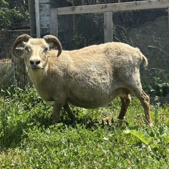Icelandic Ewes