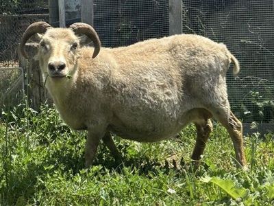 Icelandic Ewes