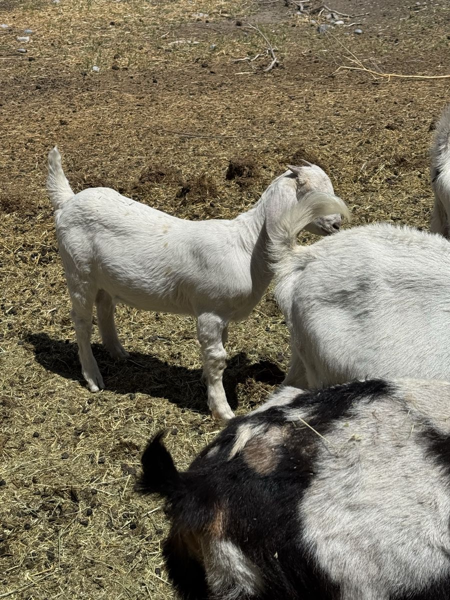 3 month old Boer doe