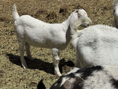 3 month old Boer doe