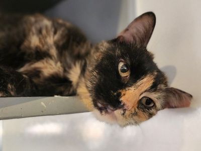 Hello my name is Vivelle