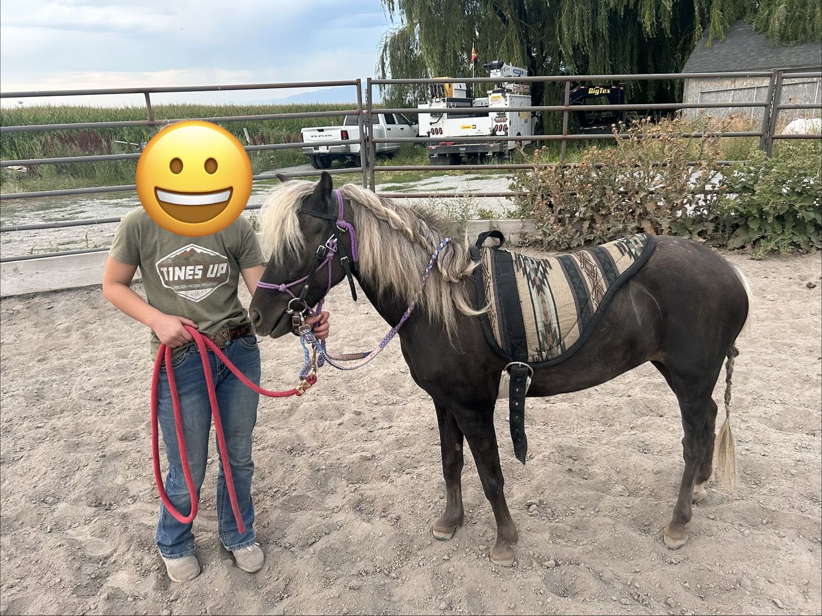 13 yr old silver dappled mare pony